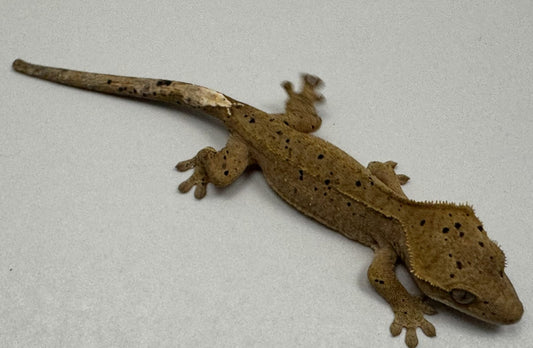 B3GB-BH2-Bo/Hope 10 Grams Red Dalmatian Ink Spot