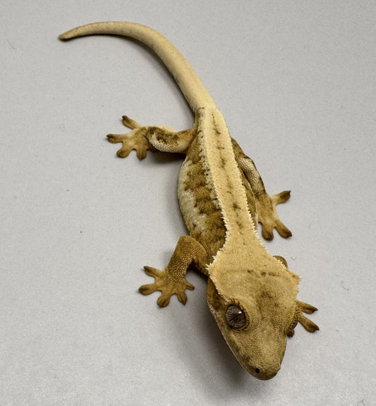 B3GB-MJ2-Marlena/John 10 Grams Lilly White 100% Het Axanthic