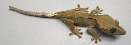 B3GB-ES2-EJ/Sami 12 Grams Red Phantom Lilly White