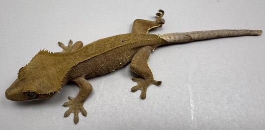 B3GB-ES3-EJ/Sami 7 Grams Red Phantom Lilly White