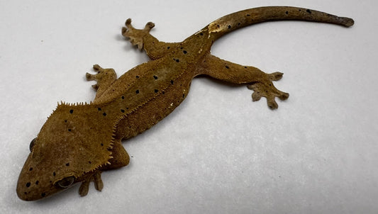 B3GB-BH1-Bo/Hope 9 Grams Red Dalmatian Ink Spot