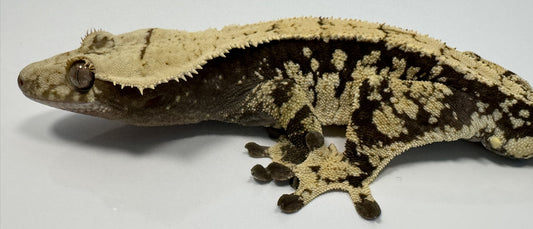 B3G10.1-A_Male-Harlequin