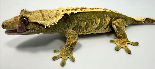 B3G24.3-A_Female-Harlequin