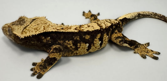 B3G24.6-A_Female-Harlequin