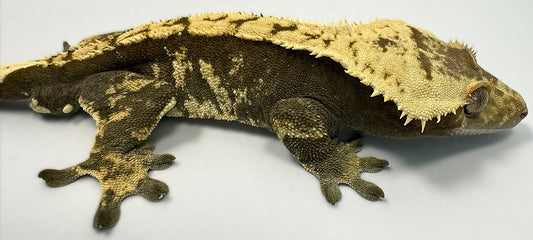 B3G10.4-A_Male-Harlequin