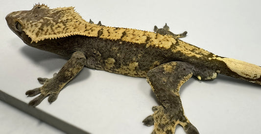 B3G8.1-J_Male-Harlequin