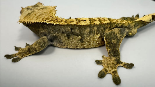 B3G18-A_Male-Harlequin