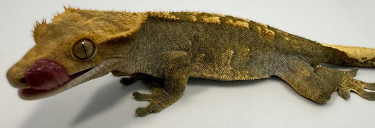 B3G41.1-A_Female Flame