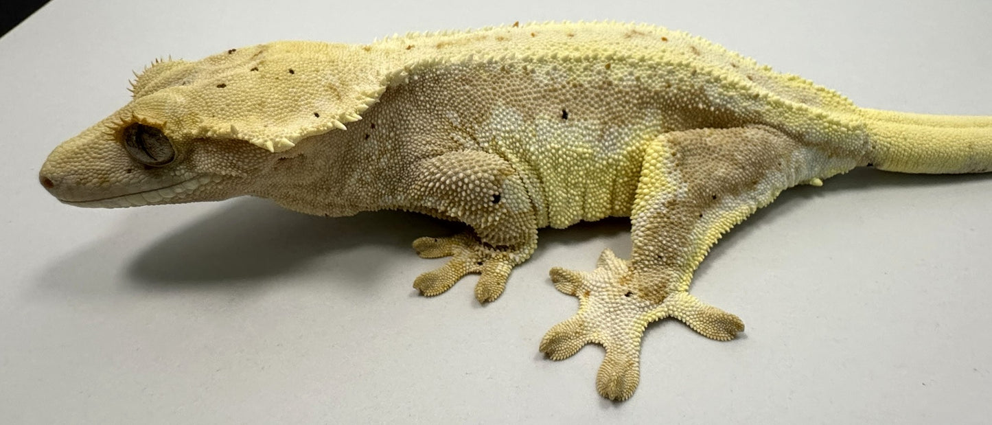 B3G2-Lilly White Het Axanthic-Female