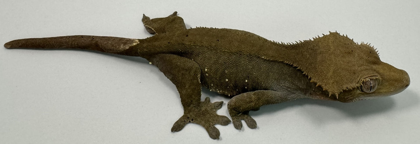 B3G42-Charcoal-Female