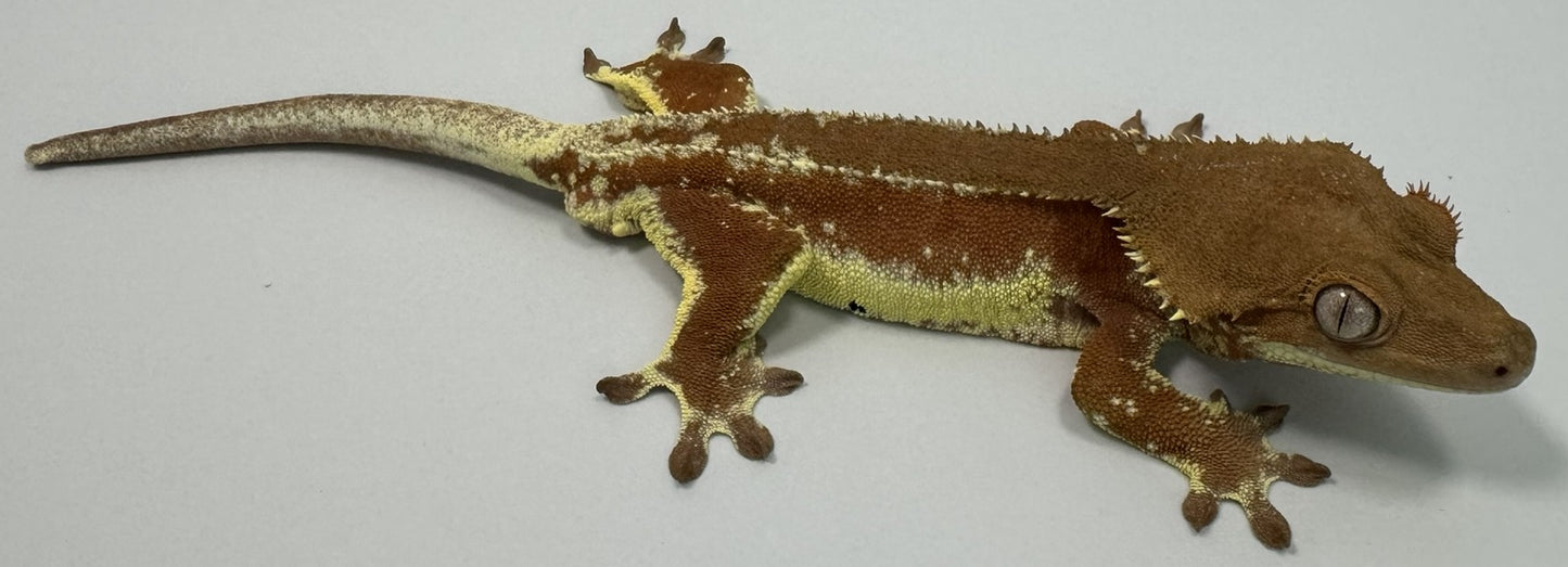 B3G21-Red Phantom/Lilly White-Male