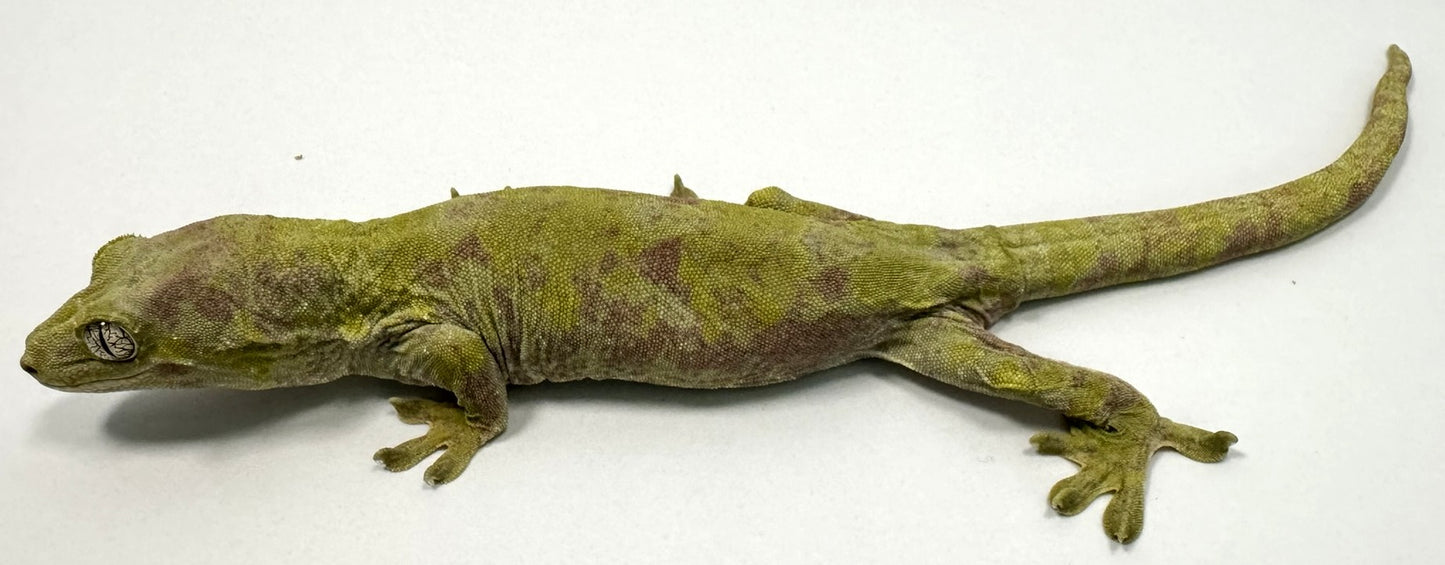 B3G23-Pine Island Chahoua-Female