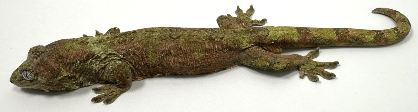 B3G23-Pine Island Chahoua-Male