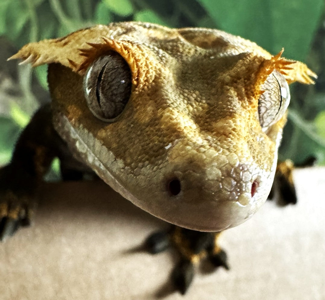Shop All Geckos