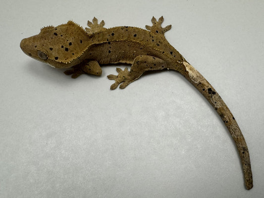 B3GB-BH2-Bo/Hope 10 Grams Red Dalmatian Ink Spot