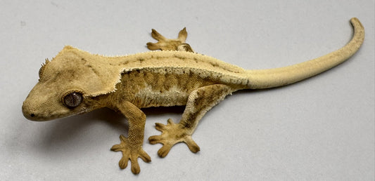 B3GB-MJ2-Marlena/John 10 Grams Lilly White 100% Het Axanthic