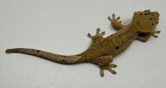 B3GB-BH3-Bo/Hope 11 Grams Red Dalmatian Ink + Oil Spot