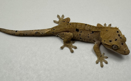 B3GB-BH3-Bo/Hope 11 Grams Red Dalmatian Ink + Oil Spot