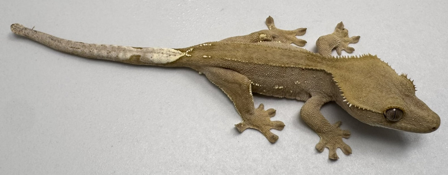 B3GB-ES2-EJ/Sami 12 Grams Red Phantom Lilly White