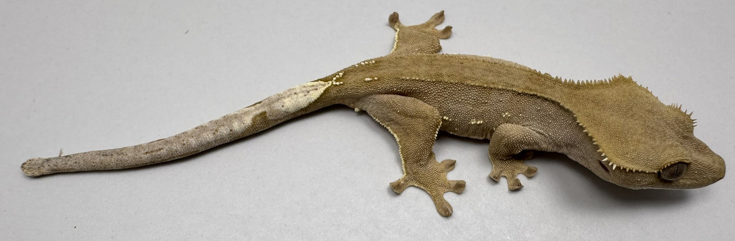 B3GB-ES2-EJ/Sami 12 Grams Red Phantom Lilly White