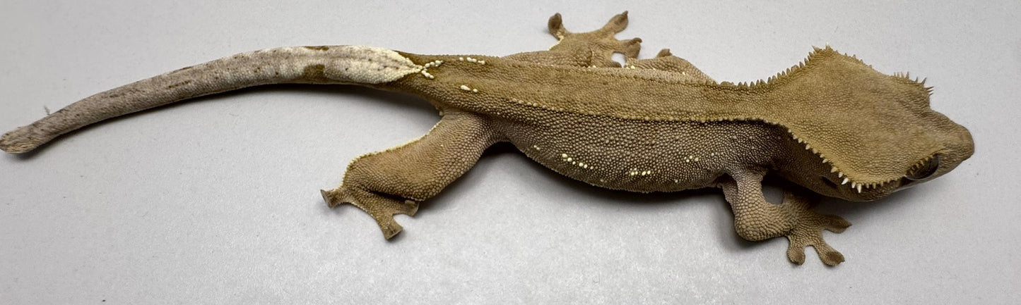 B3GB-ES2-EJ/Sami 12 Grams Red Phantom Lilly White