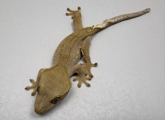 B3GB-ES2-EJ/Sami 12 Grams Red Phantom Lilly White