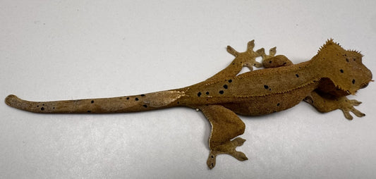 B3GB-BH4-Bo/Hope 13 Grams Red Dalmatian Ink Spot