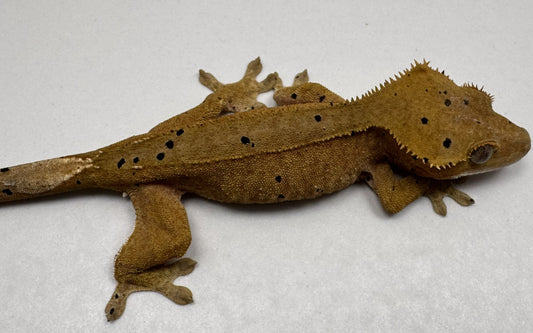 B3GB-BH4-Bo/Hope 13 Grams Red Dalmatian Ink Spot