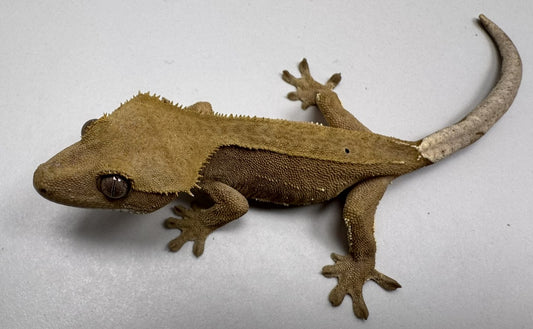 B3GB-ES3-EJ/Sami 7 Grams Red Phantom Lilly White