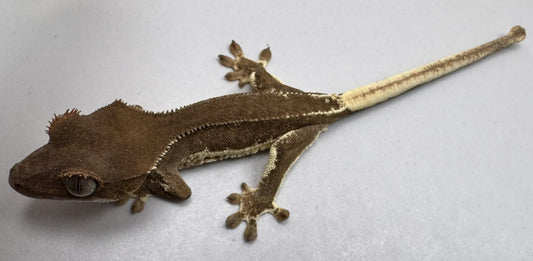 B3GB-ES1-EJ/Sami 7 Grams Red Phantom Lilly White