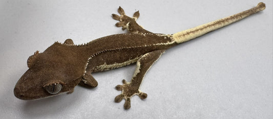 B3GB-ES1-EJ/Sami 7 Grams Red Phantom Lilly White