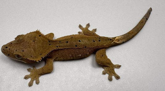 B3GB-BH1-Bo/Hope 9 Grams Red Dalmatian Ink Spot