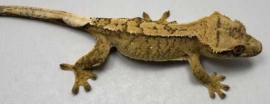 B3GB-MJ1- Marlena/John 9 Grams Lilly White 100% Het Axanthic