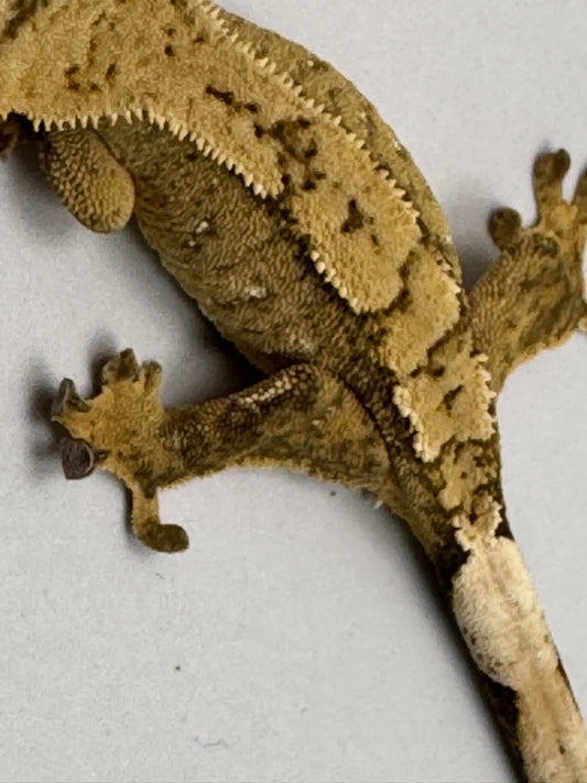 B3GB-MJ1- Marlena/John 9 Grams Lilly White 100% Het Axanthic