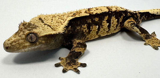 B3G10.1-A_Male-Harlequin