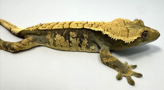 B3G24.1-A_Female-Harlequin