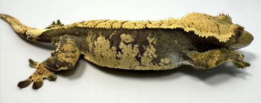 B3G24.1-A_Female-Harlequin