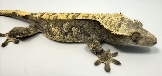 B3G24.2-A_Female-Harlequin