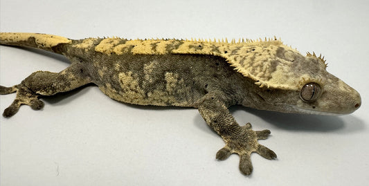 B3G24.2-A_Female-Harlequin