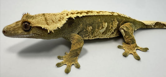 B3G24.3-A_Female-Harlequin