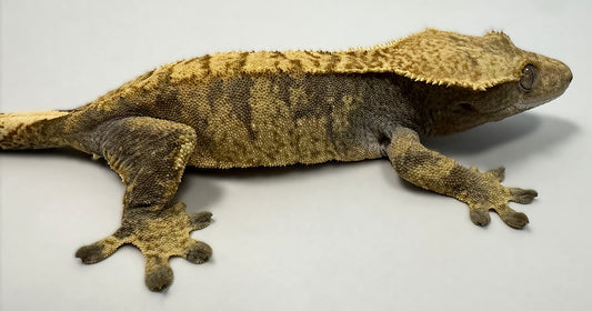 B3G24.4-A_Female-Flame