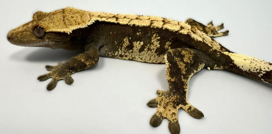 B3G24.5-A_Female-Harlequin