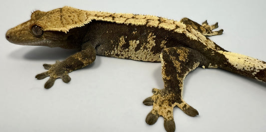 B3G24.5-A_Female-Harlequin