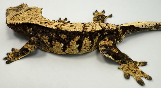 B3G24.6-A_Female-Harlequin