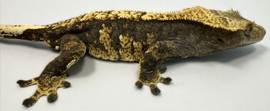 B3G10.2-A_Male-Harlequin