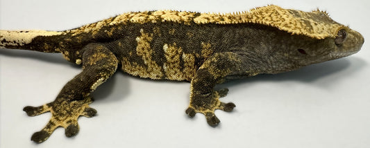 B3G10.2-A_Male-Harlequin