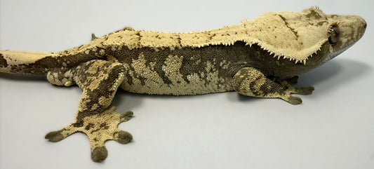 B3G10.3-A_Male-Harlequin