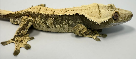 B3G10.3-A_Male-Harlequin