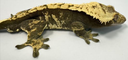 B3G10.4-A_Male-Harlequin