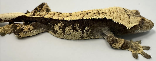 B3G10.5-A_Male-Harlequin